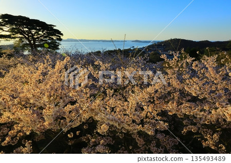 Sunrise and cherry blossoms in full bloom Sunrise and cherry blossoms in full bloom 135493489