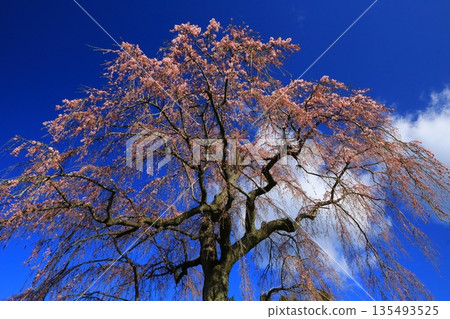 一棵盛開的櫻花樹，映襯著湛藍的天空。 135493525