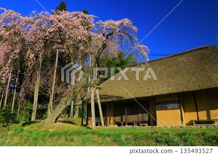 一棵盛開的櫻花樹，映襯著湛藍的天空。 135493527