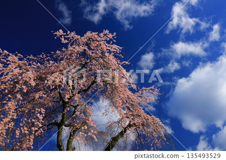 一棵盛開的櫻花樹，映襯著湛藍的天空。 135493529