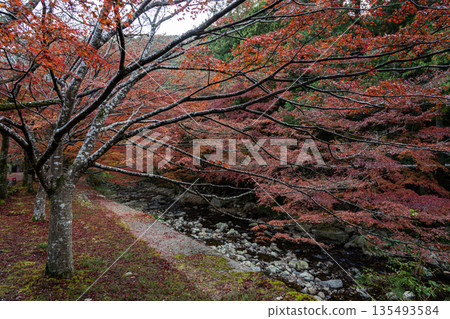 Daineiji Temple surrounded by autumn leaves in Nagato City, Yamaguchi Prefecture Daineiji Temple surrounded by autumn leaves in Nagato City, Yamaguchi Prefecture 135493584
