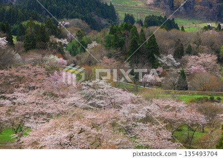 Cherry blossoms appearing on the surface of the water 135493704