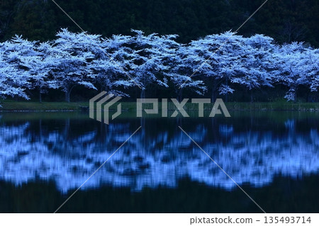 櫻花出現在水面上 櫻花出現在水面上 135493714