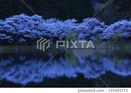 櫻花出現在水面上 135493715