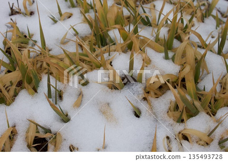 枯草上的積雪 枯草上的積雪 135493728