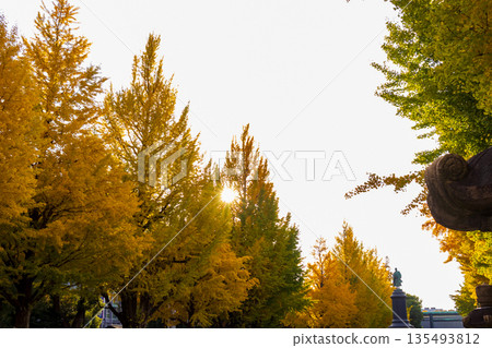 Autumn leaves, Taiyo Shrine 135493812