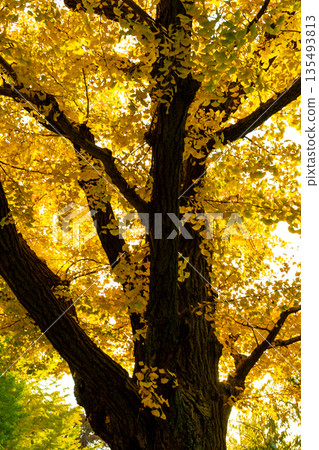Autumn leaves Ginkgo biloba Autumn leaves Ginkgo biloba 135493813