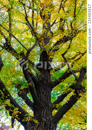 Early Autumn Ginkgo Tree Line 135493817