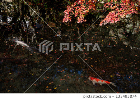 山口縣長門市大寧寺,秋葉間鯉魚游弋 山口縣長門市大寧寺,秋葉間鯉魚游弋 135493874
