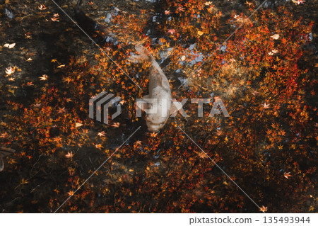 Carp swimming among autumn leaves, Daineiji Temple, Nagato City, Yamaguchi Prefecture Carp swimming among autumn leaves, Daineiji Temple, Nagato City, Yamaguchi Prefecture 135493944