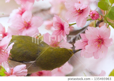 A Japanese white-eye resting on a cherry blossom in full bloom 135493963