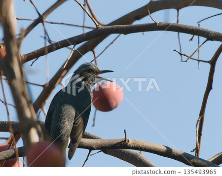 A brown-eared bulbul perched on a persimmon tree A brown-eared bulbul perched on a persimmon tree 135493965