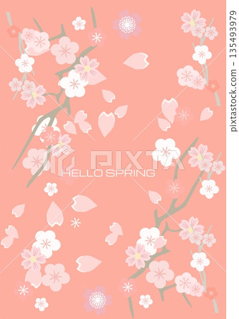 spring greeting card with cherry blossom 135493979