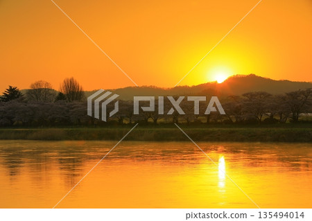 Walk the cherry tunnel Walk the cherry tunnel 135494014