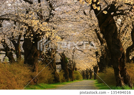 Walk the cherry tunnel Walk the cherry tunnel 135494016