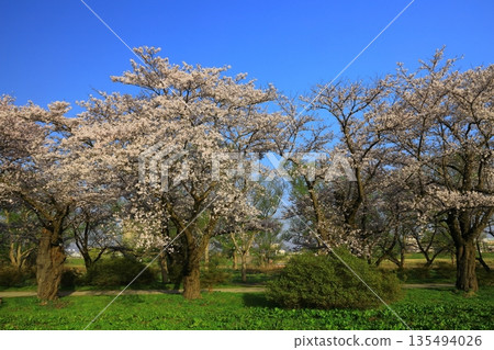 Walk the cherry tunnel 135494026