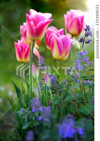 Beautiful pink tulips blooming in a garden 135494031