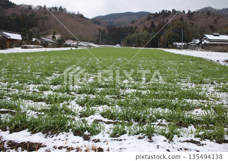 Green crops in the field Green crops in the field 135494138