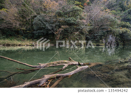 島根縣出雲市，塔奇庫埃峽谷，秋葉掩映下的岩壁巍峨聳立。 135494242