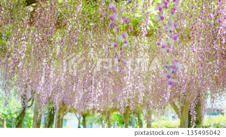 無數紫藤花在紫藤架上盛開(福井縣越前市紫式部公園) 無數紫藤花在紫藤架上盛開(福井縣越前市紫式部公園) 135495042