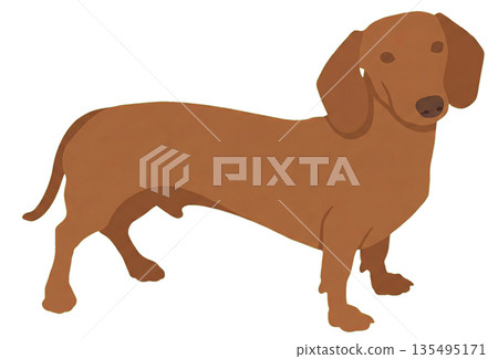 棕色臘腸犬 135495171