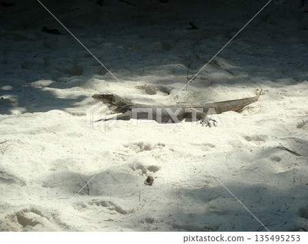 Thailand Bamboo Island Lizard Thailand Bamboo Island Lizard 135495253