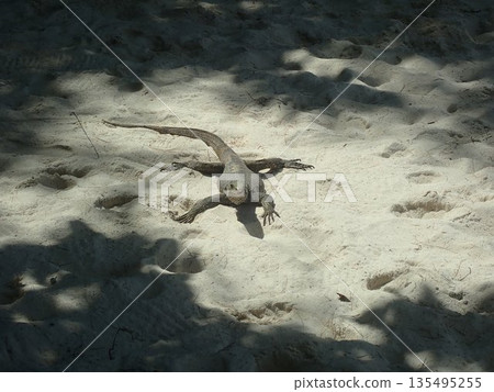 Thailand Bamboo Island Lizard Thailand Bamboo Island Lizard 135495255