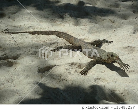 Thailand Bamboo Island Lizard 135495257