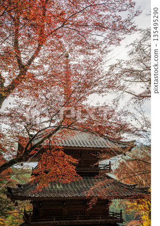 Kogenji Temple surrounded by autumn maple leaves in Tamba City, Hyogo Prefecture 135495290