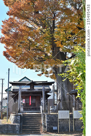 Walking around Koshigaya - Nakamachi Sengen Shrine, large zelkova tree, Nakamachi, Koshigaya City 135495438