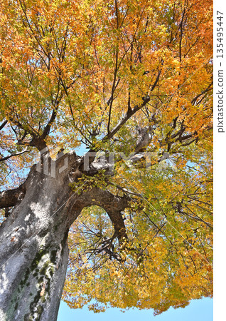 越谷散步 - 越谷市中町淺間神社、大櫸樹 135495447