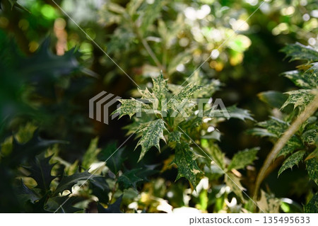 Variegated leaves of Osmanthus heterophyllus with green foliage covered by light speckles without clear margin shown in close up Variegated leaves of Osmanthus heterophyllus with green foliage covered by light speckles without clear margin shown in close up 135495633
