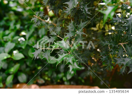 Evergreen green foliage of Osmanthus heterophyllus shrub with dense spiny leaves growing outdoors shown in close up view 135495634