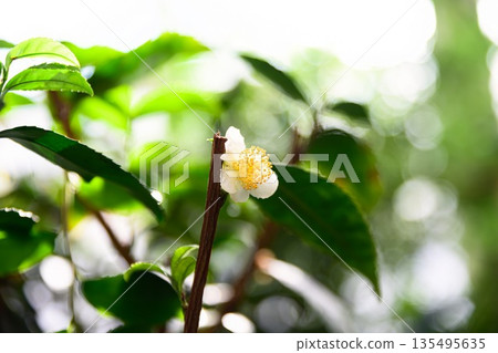 Single white camellia sinensis flower on tea bush branch with glossy green leaves and soft bokeh light in natural garden environment 135495635