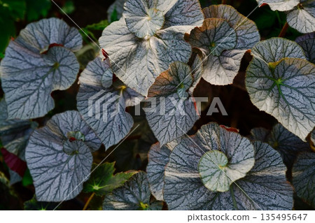 Decorative Begonia rex foliage with large silver patterned leaves in a botanical garden. Exotic ornamental plant background with natural textures. Decorative Begonia rex foliage with large silver patterned leaves in a botanical garden. Exotic ornamental plant background with natural textures. 135495647