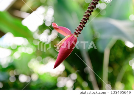 Musa manni banana inflorescence growing in India. Pink floral bracts and stamens of tropical banana plant shown in close up. 135495649