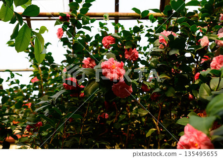 Japanese camellia shrub covered with pink blossoms and dark green leaves. Decorative flowering plant growing outdoors in natural garden environment. 135495655