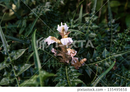 Mountain acanthus plant with pale lilac flowers and spiny dark green leaves growing outdoors. Botanical close up of Acanthus montanus in nature 135495658