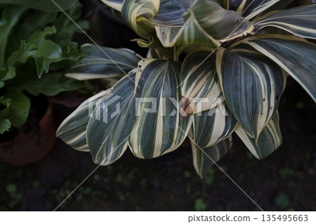 Close up of Cordyline fruticosa Chocolate Queen leaves with green cream and dark tones forming dense ornamental foliage in garden setting Close up of Cordyline fruticosa Chocolate Queen leaves with green cream and dark tones forming dense ornamental foliage in garden setting 135495663