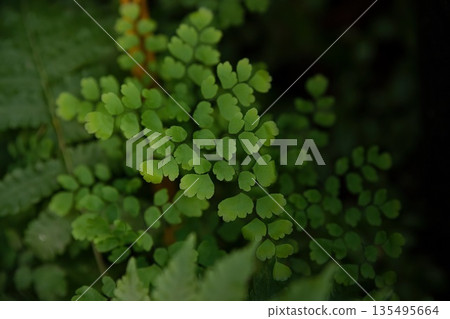 Close up of Adiantum venustum fern with delicate bright green fronds soft natural light botanical texture fresh foliage background Close up of Adiantum venustum fern with delicate bright green fronds soft natural light botanical texture fresh foliage background 135495664