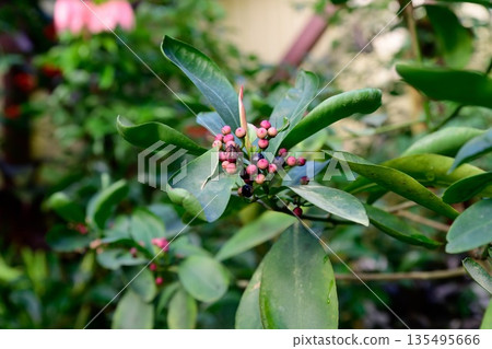 Close up of Ardisia ovalis branch with green glossy leaves and clusters of red and dark berries in tropical garden natural botanical background 135495666