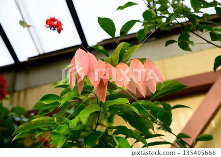 Cynometra cauliflora plant with soft pink young leaves and green foliage growing outdoors. Tropical tree with decorative fresh growth in garden light. Cynometra cauliflora plant with soft pink young leaves and green foliage growing outdoors. Tropical tree with decorative fresh growth in garden light. 135495668