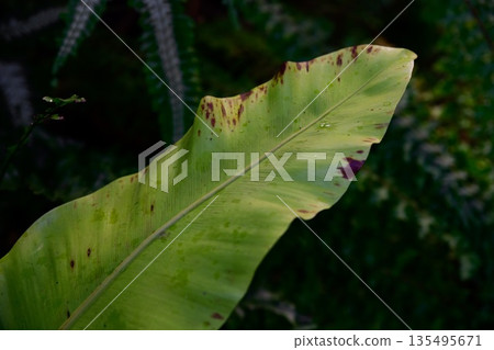 Close up of Asplenium australasicum leaf with natural spots and texture growing in tropical garden soft dark background exotic fern foliage detail Close up of Asplenium australasicum leaf with natural spots and texture growing in tropical garden soft dark background exotic fern foliage detail 135495671