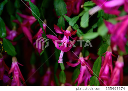 Fuchsia colored Schlumbergera buckleyi flowers blooming indoors with layered petals vivid tropical cactus ornamental plant close up detail 135495674