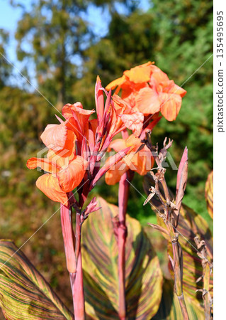 Orange Canna Wyoming flowers on a single branch against blue sky with green leaves, tropical ornamental plant blooming outdoors in summer garden Orange Canna Wyoming flowers on a single branch against blue sky with green leaves, tropical ornamental plant blooming outdoors in summer garden 135495695