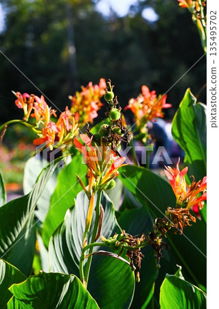 Orange canna lily Orange Beauty blooming in summer garden with green leaves exotic tropical ornamental plant outdoor sunlight Orange canna lily Orange Beauty blooming in summer garden with green leaves exotic tropical ornamental plant outdoor sunlight 135495702