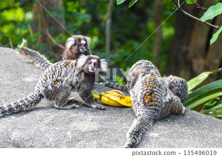 Marmoset monkey monkeys eating banana in Rio de Janeiro Brazil. Marmoset monkey monkeys eating banana in Rio de Janeiro Brazil. 135496019
