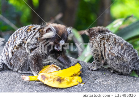 Marmoset monkey monkeys eating banana in Rio de Janeiro Brazil. Marmoset monkey monkeys eating banana in Rio de Janeiro Brazil. 135496020