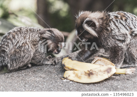 Marmoset monkey monkeys eating banana in Rio de Janeiro Brazil. Marmoset monkey monkeys eating banana in Rio de Janeiro Brazil. 135496023