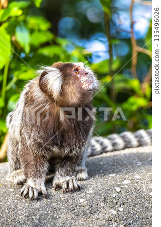 Marmoset Monkey in tropical jungle rainforest Rio de Janeiro Brazil. Marmoset Monkey in tropical jungle rainforest Rio de Janeiro Brazil. 135496026